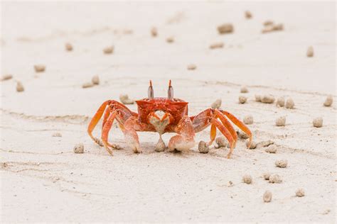  Gaping Gilled Ghost Crab: Discover the Curious Case of a Crustacean That Can Breathe Underwater and on Land!