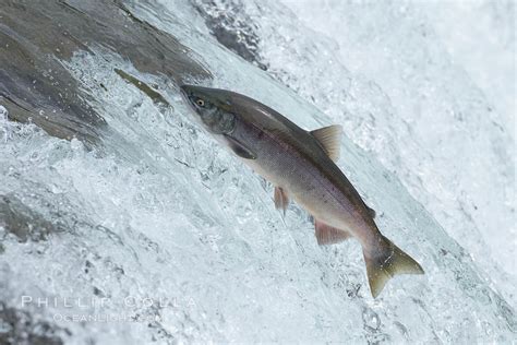  Japansk Lax! En fisk som simmar uppför vattenfall och kämpar mot strömmen för att nå sitt födelsevatten