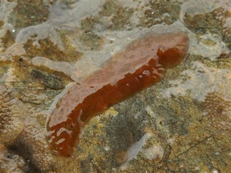  Leptoplana! Den fascinerande plattmasken med en unik livsstil som lever i symbios med koraller