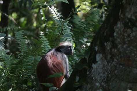  Zanzibarskogen: En reptil som förflyttar sig genom trädkronorna med en mystisk elegans! 