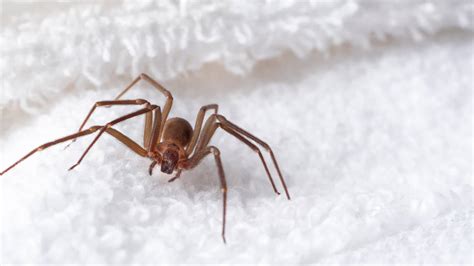  Brown Recluse Spider - Känn den förödande kraften hos ett spinn som är mindre än en krona!