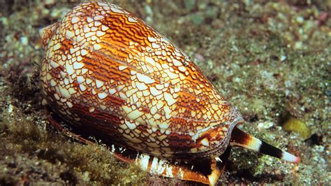 Cone Snail – Snails With Colorful Cones That Crawl the Ocean Floor!