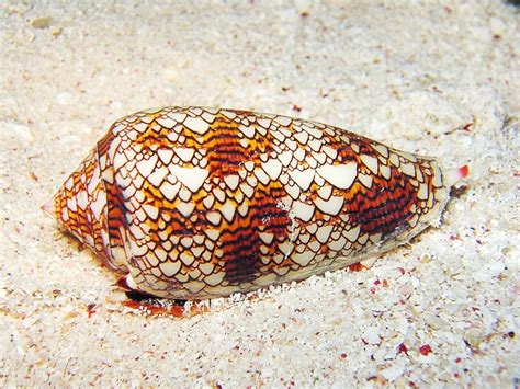 Cone Snail - Den Koniska Snäckan med En Farlig och Fascinerande Giftighet som Kan Stänga av Dina Nervsystem!