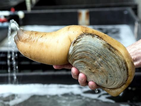  Geoduck - En fantasifull bottenlevande dvärg med ett övertygande sug!