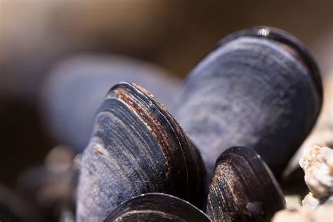  Heterophyes! En Fladder mussel med en Smak för Fiskar och Sniglar