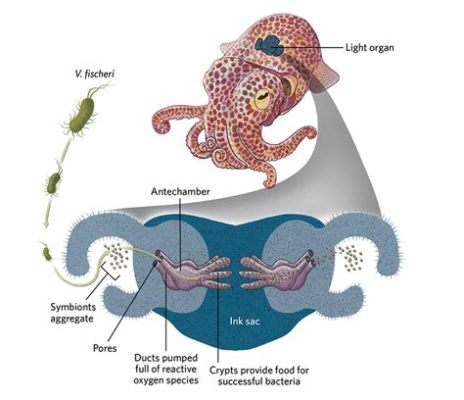  Intestinalis – En mikroorganismus som lever i symbios med en gigantisk värld!