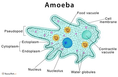  Investigating the Intriguing Interstitial Water-Dwelling Amoeba!