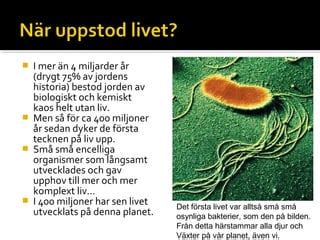  Jättekorallen – Den encelliga giganten som förändrar vår förståelse av intelligenta liv!