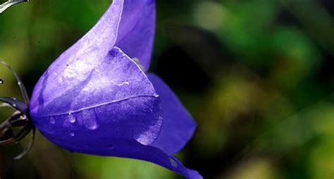  Koralpollypen – En blomma som jagar med näsborrar!