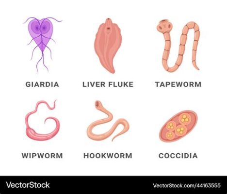  Neospora! Den lilla parasiten som kan ställa till stora problem