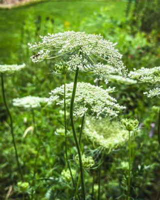  Queens Anne's Lace: Upptäck den förföriska världen av en röd och vit flukt av polychaet- elegans!