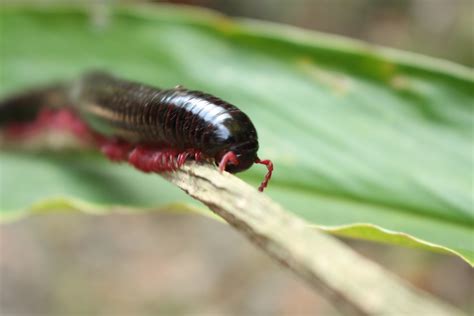  Thamnocyon! En fascinerande krypare med tusen ben som också är en mäster på kamouflage