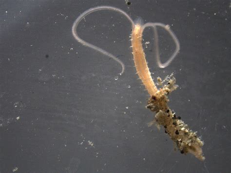  Wagonwheel Worm: Discover This Benthic Beauty Hiding Beneath the Waves!