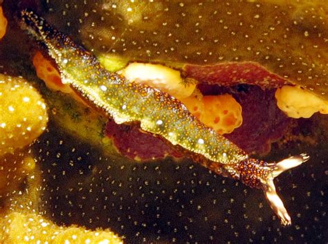  Yellow-spotted Slug: En Snaggande Skruv med Ljuspunkter i Det Mörka